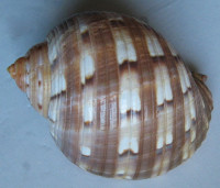 Tonna chinensis , (Dillwyn, 1817)